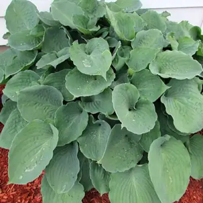 Хоста МУНЛАЙТ СОНАТА гибридная в Калинковичах