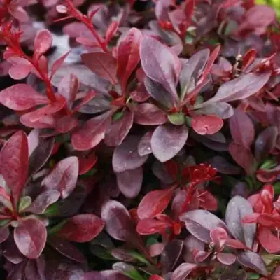 Барбарис АТРОПУРПУРЕА НАНА тунберга в Калинковичах