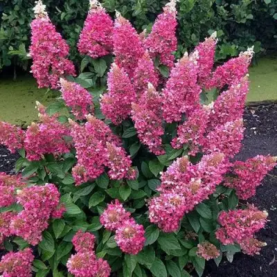 Гортензия МЕГА МИНДИ метельчатая в Калинковичах