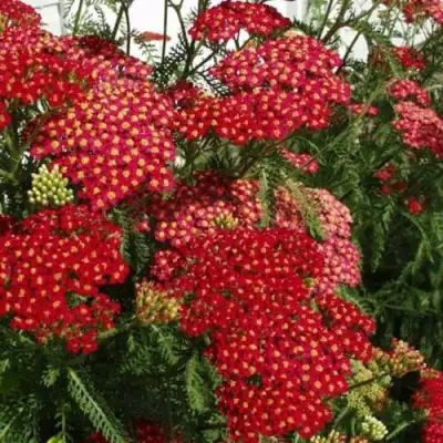 Тысячелистник ПАПРИКА обыкновенный в Калинковичах