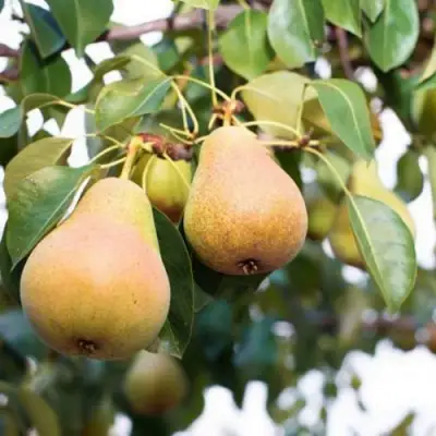 Груша ВЫСТАВОЧНАЯ в Калинковичах