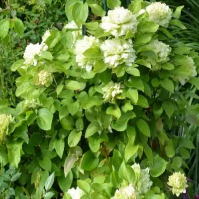 Клематис КОХАНА в Калинковичах