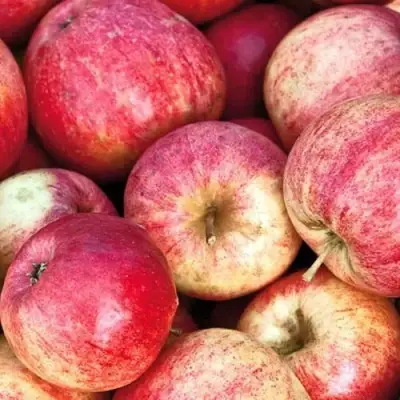 Яблоня ШТРИФЕЛЬ в Калинковичах