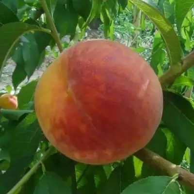 Персик ВАЙН ГОЛД Т3 в Калинковичах