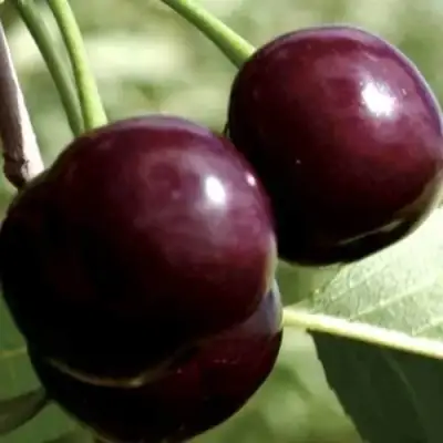 Дюк КСЕНИЯ (ЧЕРЕВИШНЯ) в Калинковичах