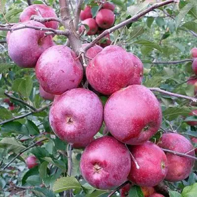 Яблоня ФЛОРИНА в Калинковичах