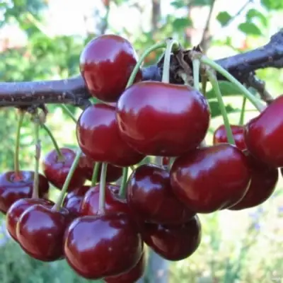 Вишня НОРД СТАР в Калинковичах