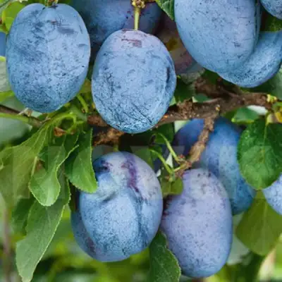 Слива ОДА в Калинковичах