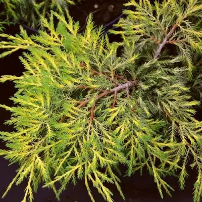 Можжевельник КИНГ ОФ СПРИНГ средний в Калинковичах