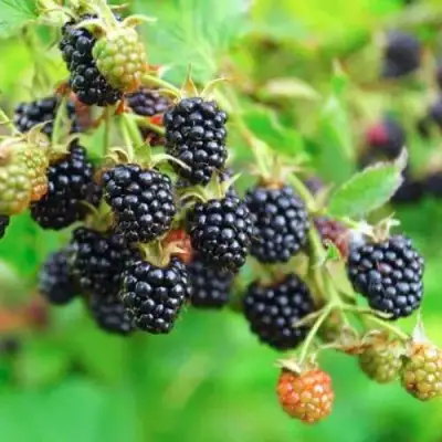 Ежевика АПАЧИ бесшипная  в Калинковичах