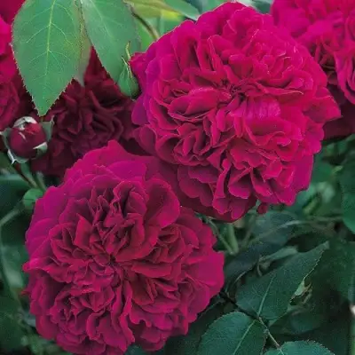 Роза ВИЛЬЯМ ШЕКСПИР английская в Калинковичах