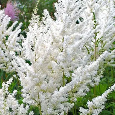 Астильба ДИАМАНТ Арендса в Калинковичах