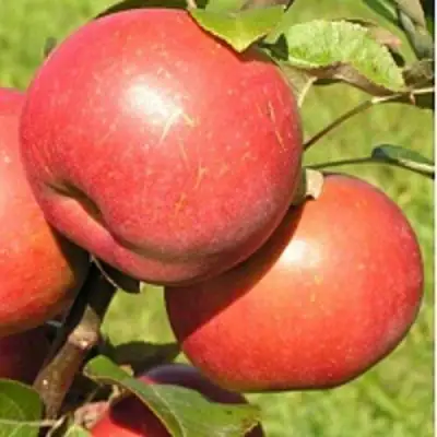 Яблоня РЕДКРАФТ в Калинковичах