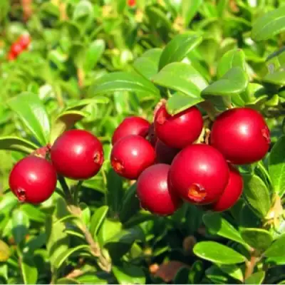 Брусника садовая РЕД ПЕРЛ в Калинковичах