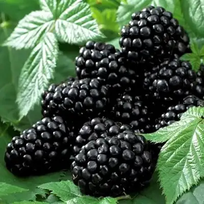 Ежевика БЛЭК БЬЮТИ в Калинковичах