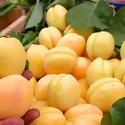 Абрикос АНАНАСНЫЙ в Калинковичах