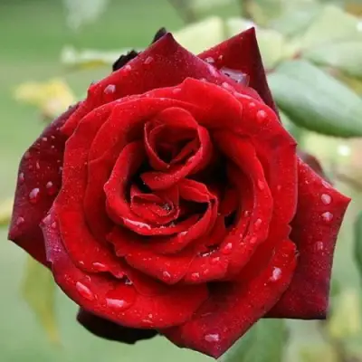 Роза ТАБУ чайно-гибридная в Калинковичах