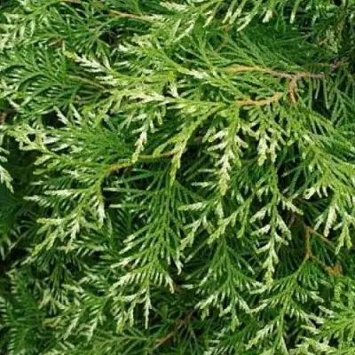 Туя СМАРАГД ВАРИЕГАТА западная в Калинковичах