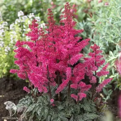 Астильба МУЛЕН РУЖ курчавая в Калинковичах