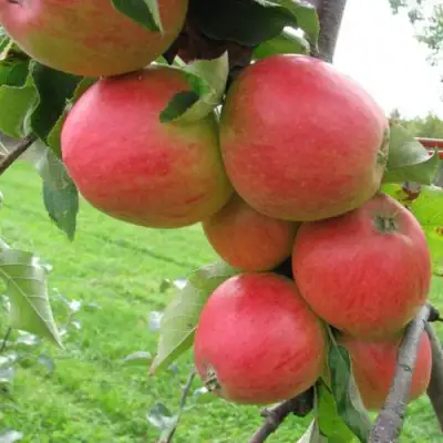 Яблоня ПИККОЛО в Калинковичах