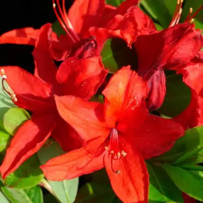 Азалия НАБУКО листопадная в Калинковичах