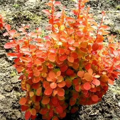 Барбарис ОРАНЖ ФАЙЕР тунберга в Калинковичах