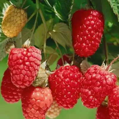 Малина ХИМБО-ТОП в Калинковичах