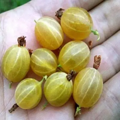 Крыжовник ЯРОВОЙ в Калинковичах