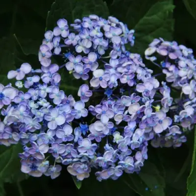 Гортензия АИША крупнолистная  в Калинковичах