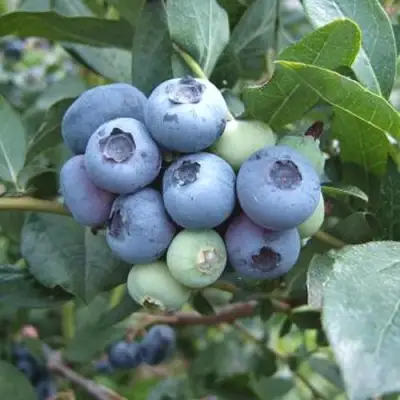 Голубика БЛЮЭТТА в Калинковичах