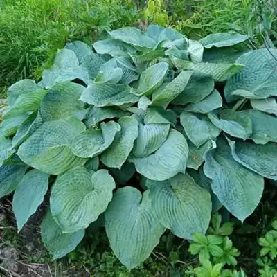 Хоста ЭЛЕГАНС Зибольда в Калинковичах