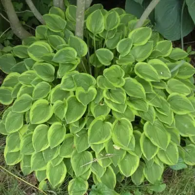 Хоста ГОЛДЕН ТИАРА в Калинковичах