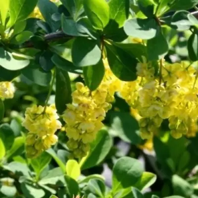 Барбарис ИНДИАН САММЕР  в Калинковичах