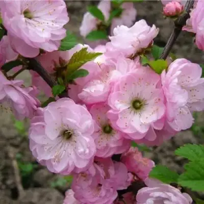 Миндаль ТРЁХЛОПАСТНЫЙ (луизеания) в Калинковичах