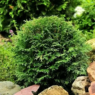 Туя ДАНИКА западная в Калинковичах