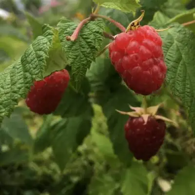 Малина КАРАМЕЛЬНАЯ в Калинковичах