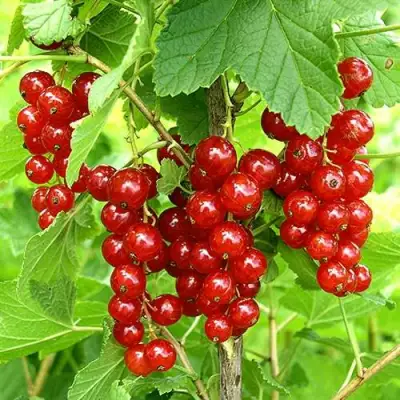 Смородина красная ФЕРТОДИ в Калинковичах