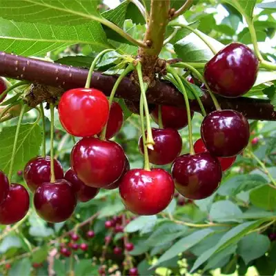 Вишня БРУСНИЦЫНА степная в Калинковичах