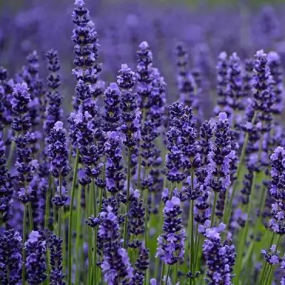 Лаванда МАНСТЕД узколистная в Калинковичах