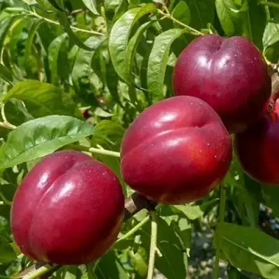 Нектарин БИГ-ТОП в Калинковичах