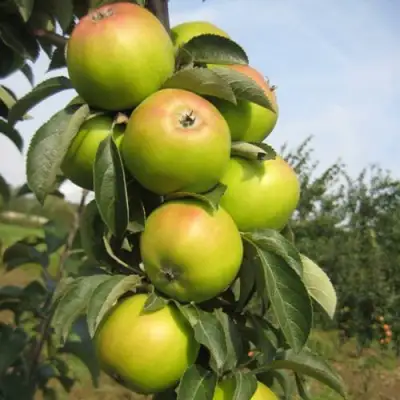 Яблоня ЛУКОМОР колонновидная в Калинковичах