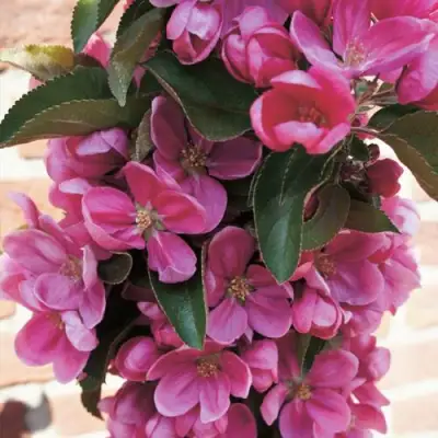 Яблоня ЗЕЛЁНЫЙ БУКЕТ декоративная в Калинковичах