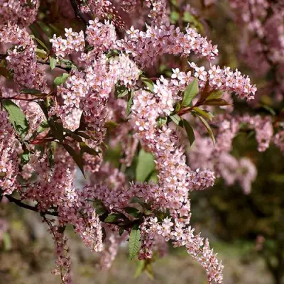 Черемуха НЕЖНОСТЬ в Калинковичах