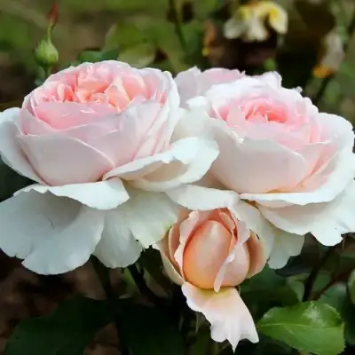 Роза АНДРЕ ЛЕ НОТР чайно-гибридная в Калинковичах