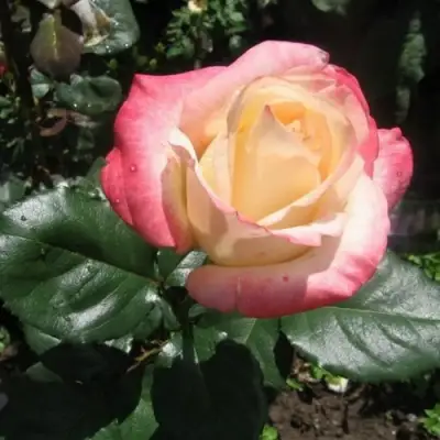 Роза БЕЛА ПЕРЛА чайно-гибридная в Калинковичах