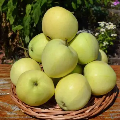 Яблоня ПАПИРОВКА в Калинковичах