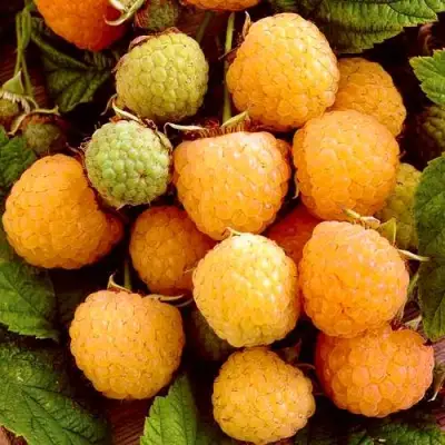 Малина ЗОЛОТЫЕ КУПОЛА в Калинковичах