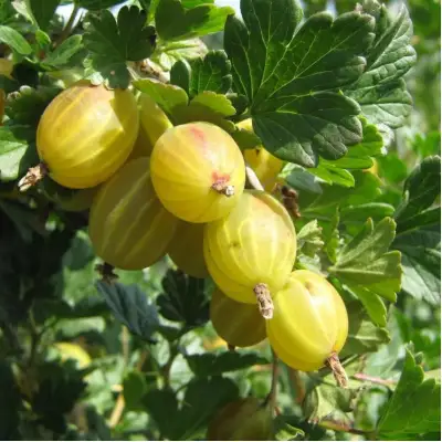 Крыжовник БЕРИЛЛ в Калинковичах