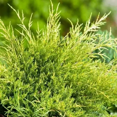 Можжевельник ОЛД ГОЛД средний в Калинковичах