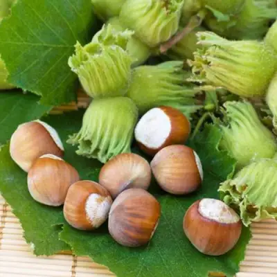 Фундук КРЕПКИЙ ОРЕШЕК в Калинковичах